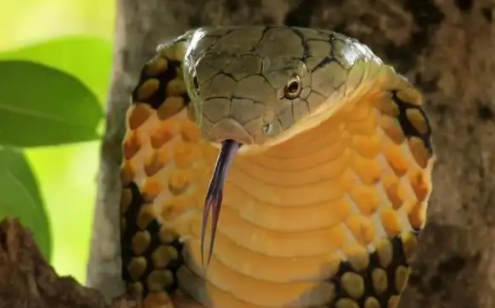 眼镜王蛇适合家养吗？不清楚的来看看！