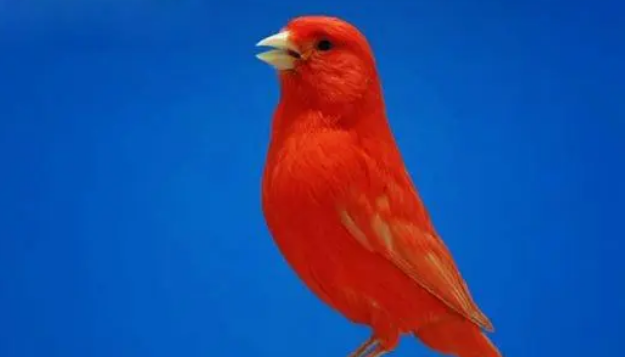 芙蓉鸟的多种营养饲料非常重要