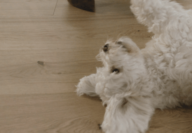 卢森地板丨为萌宠家庭带去更为安心的关怀 卢森地板丨为萌宠家庭带去更为安心的关怀