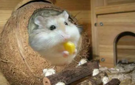 仓鼠嫌弃磨牙石，不喜欢磨牙石的仓鼠要用什么呢？