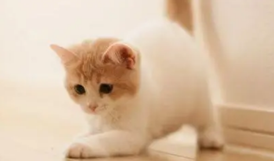 猫咪体外驱虫虫子去哪儿了？