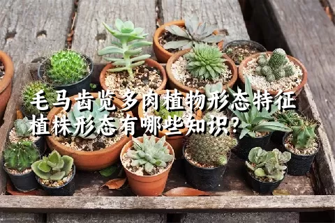 毛马齿览多肉植物形态特征植株形态有哪些知识?