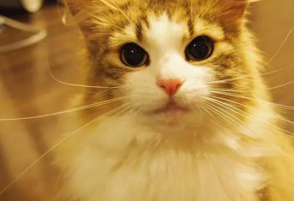 纠结该不该给猫用益生菌吗？益生菌有什么好处呢？应该怎么用