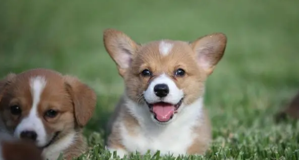 冬天里，给狗狗洗澡，这四个误区不能“踩”