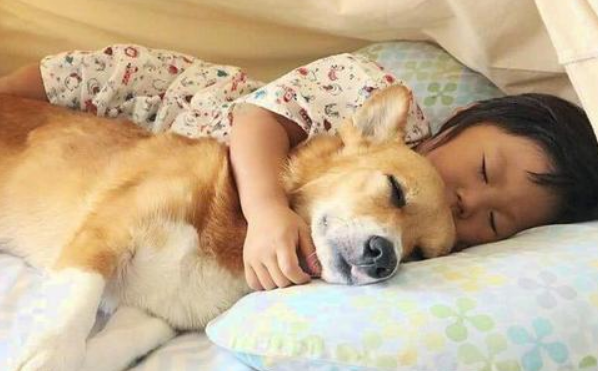 为什么狗狗喜欢睡在主人床边？主要是这三个原因