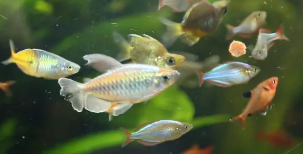 养鱼初期鱼缸水质调理技术：方法说的太好了，今年要试试