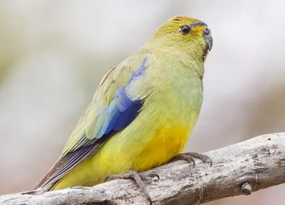 黄翅鹦鹉吃什么？想养的人来看看吧