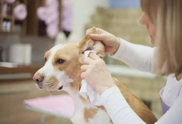 宠物狗常见耳道疾病的治疗，耳朵的日常清洁和预防