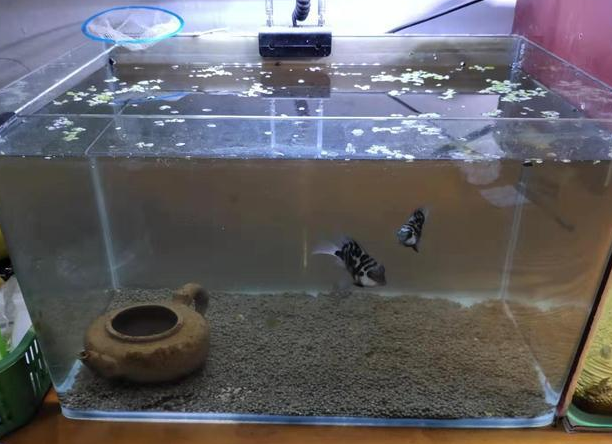 遭遇了鱼缸水质浑浊，采取这些简单方法改善，我就不信治不好它