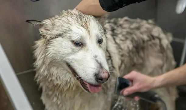 给狗狗洗澡的正确5个步骤，让宠主省心又省力！