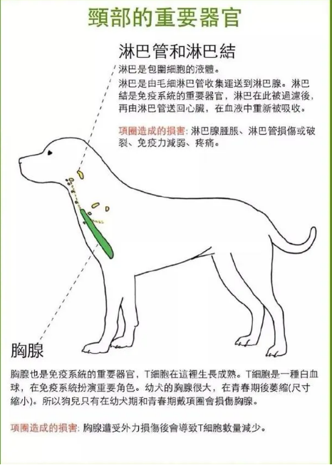 科普｜为什么更建议宠物用胸背带而不用项圈？