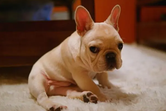 宠主教你如何清除斗牛犬的耳道污垢？