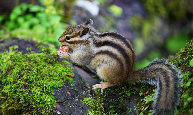 宠主科普：小松鼠为什么哭了？