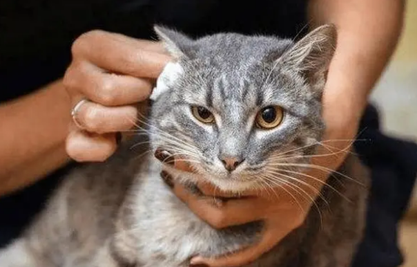 宠物耳螨是什么？有哪些危害？为什么会致命？