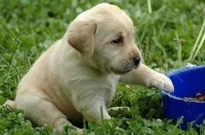 狗狗吃零食好吗?来看狗狗吃零食的注意事项 狗狗吃零食好吗?来看狗狗吃零食的注意事项