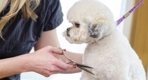 宠物生病的时候，我们该如何选择一家靠谱的宠物医院呢？