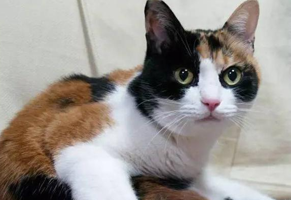 三花猫性格特点，感兴趣的快来了解一下