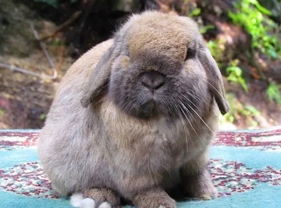 饲养垂耳兔的注意事项有哪些？来了解下吧