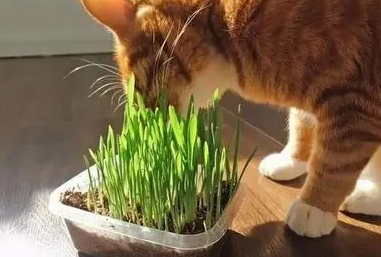 猫草什么？可以自己种吗
