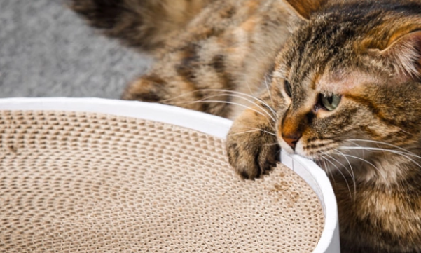 猫崽如何折腾都弄不坏的猫抓板