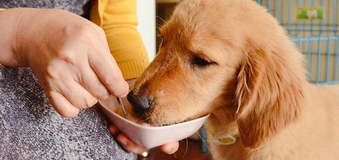 狗狗吃什么退烧药有效？主人一定要知道