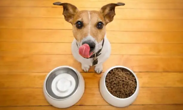 挑选狗粮需要注意什么？首先要会看配料表