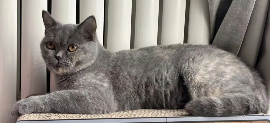 你只需要做到这几点，成年猫也能养熟悉