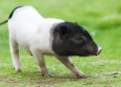 迷你香猪拉屎臭吗？不清楚的来这看看！