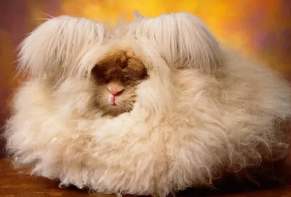 养巨型安哥拉兔的坏处？怎么喂养才更好？