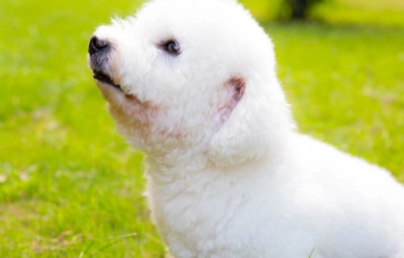 狗狗患耳螨总是反复，或许是铲屎官没把这3件事做好导致的