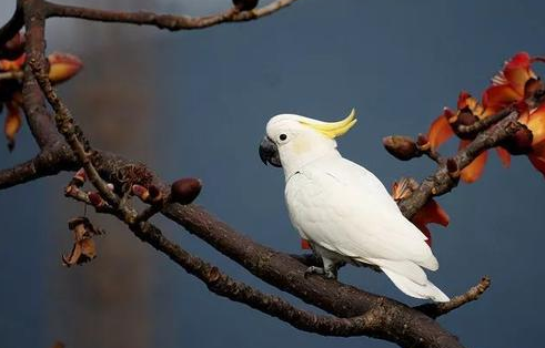 小葵花凤头鹦鹉怎么养？新手必看指南