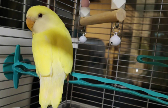 黄桃脸牡丹鹦鹉饲养方法，你有必要知道