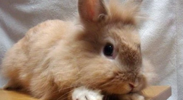 养兔经验：幼兔一天吃多少兔粮