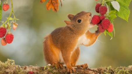 松鼠爱吃什么?我来告诉你~ 松鼠爱吃什么?我来告诉你~