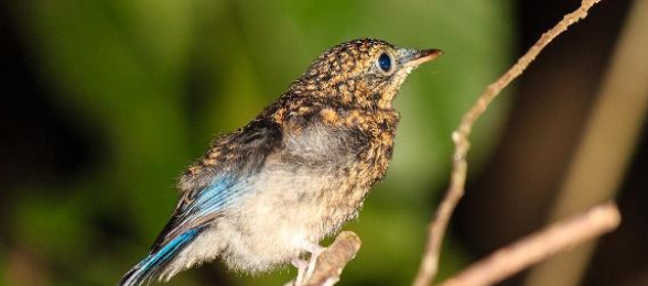 笼鸟的特殊饲料调配方法你会吗？快来了解一下吧！