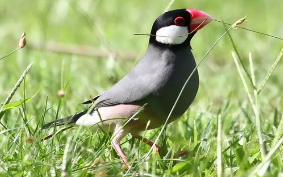 灰文鸟叫声好听吗？来看看吧