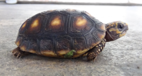 科普：哥伦比亚红腿陆龟是保护动物吗？