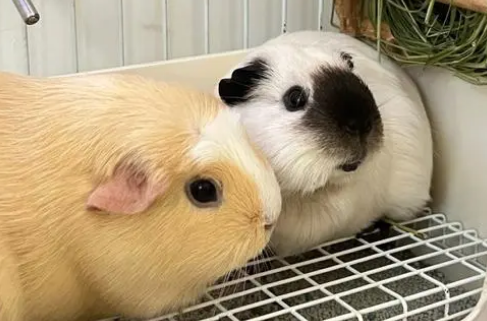 成年荷兰猪吃什么草最好？饲主来看看吧