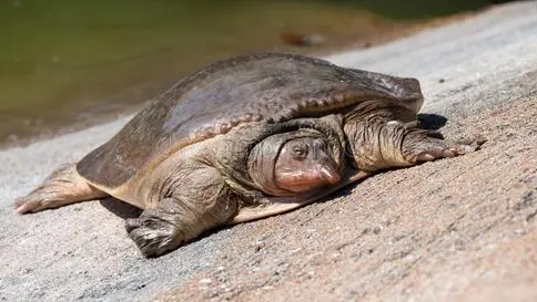 软壳龟会咬人吗？铲屎官有必要了解一下