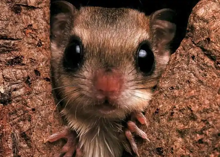 北美飞鼠:我是宠物鼠,伦家可安静了呢! 北美飞鼠:我是宠物鼠,伦家可安静了呢!