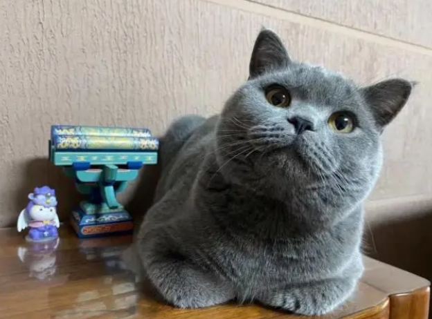 猫突然不吃猫粮了，这是为什么？需要换猫粮吗？