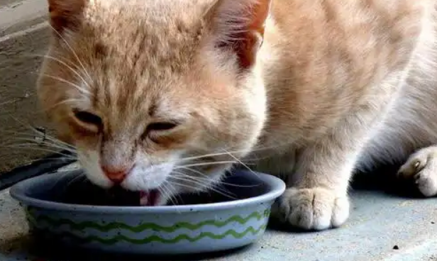 猫咪护食呜呜叫怎么办？三种方法可以改善