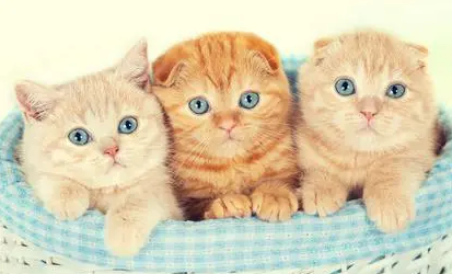 小猫咪多大时候可以洗第一次澡？