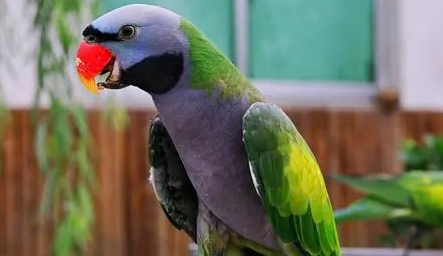 小绯胸鹦鹉的优点和缺点有哪些？