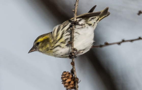 黄雀鸟怎么养？想养的朋友来看看