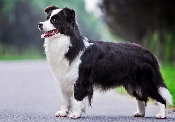 边牧是大型犬吗？说了你别不信