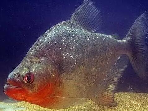 食人鲳鱼真的会吃人吗？河中霸主不是说说而已