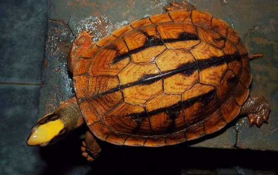三线闭壳龟的寿命，你了解吗？