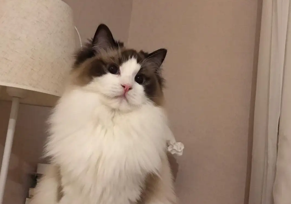 布偶猫血统证书这样看就可以了解到相关数据了！