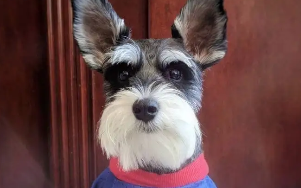 雪纳瑞体型有三种,你们知道吗? 雪纳瑞体型有三种,你们知道吗?